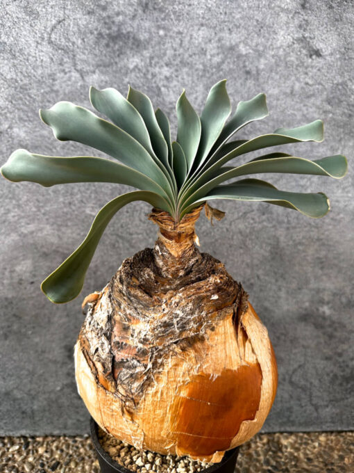 現品限り】ブーファン・ハエマンソイデス 現地株 発根済み 1年以上管理