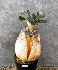 【現品限り】ブーファン・ハエマンソイデス 現地株 発根済み 1年以上管理【AK8】 Boophane haemanthoides【植物】塊根植物 夏型 コーデックス