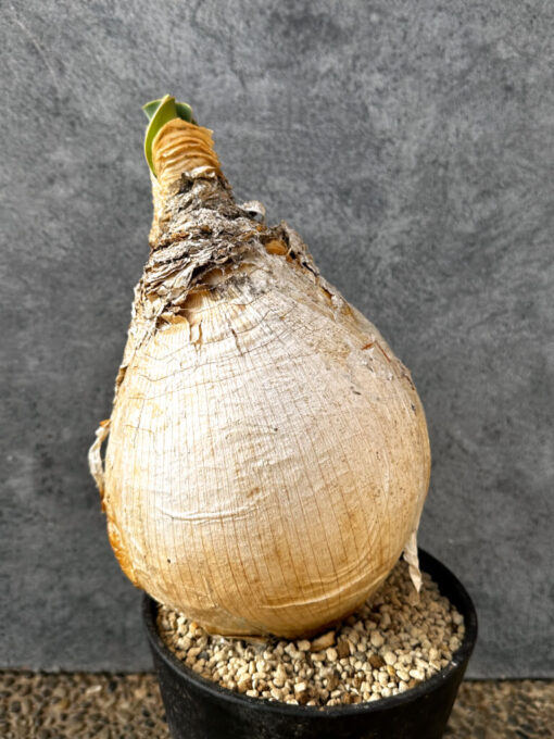 現品限り】ブーファン・ハエマンソイデス 現地株 発根済み 1年以上管理