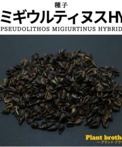プセウドリトス ミギウルティヌス hybの種子