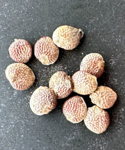 【種子】アデニア・エピゲア 3s Adenia epigea