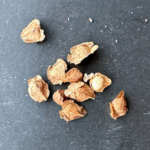 【種子】ボスウェリア・アスプレニフォリア × ナナ 3s Boswellia asplenifolia x nana