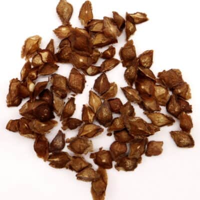 プラントブラザーズ