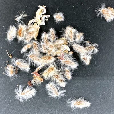 プラントブラザーズ