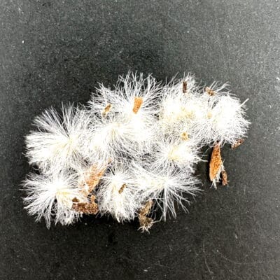 プラントブラザーズ