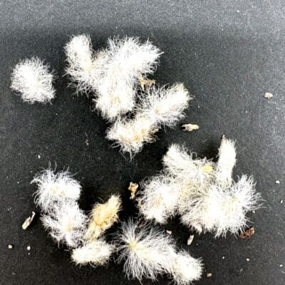 プラントブラザーズ