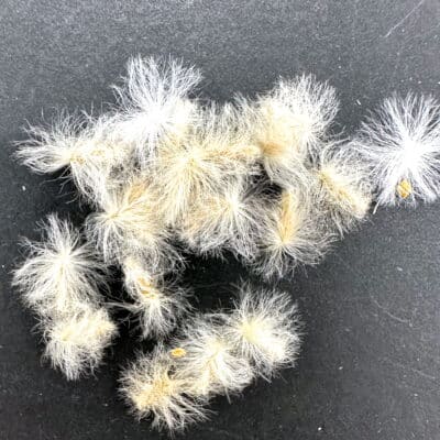 プラントブラザーズ