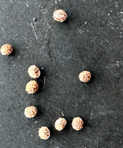 【種子】ユーフォルビア・テヌイスピノーサ 3s Euphorbia sp.aff.tenuispinosa