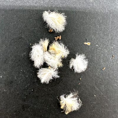 プラントブラザーズ