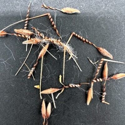 プラントブラザーズ