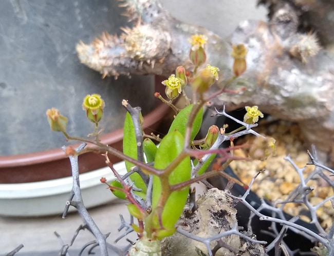 万物想】チレコドン レティキュラーツス(Tylecodon reticulatus)の基本 