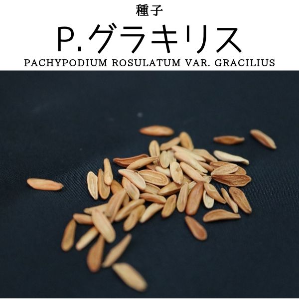 【種子】パキポディウム グラキリス 10s Pachypodium gracilius