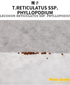 チレコドン・フィロポディウムの種子