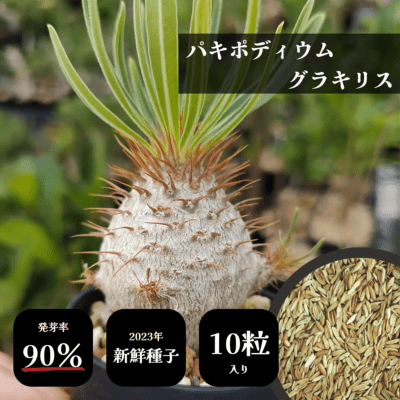 プラントブラザーズ
